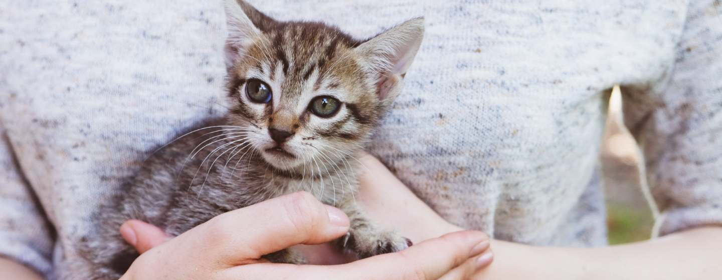 Apa Makanan Kucing Kecil Umur 1 Bulan yang Tepat? | Purina Indonesia